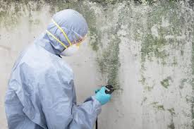 Why You Should Choose Our Mold Remediation Services in White Island Shores, MA